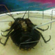 Illustration for article titled Scientists Have Wired a Cockroach, Matrix-Style